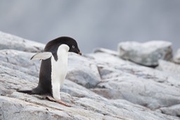 adelie penguin