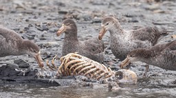 giant petrel