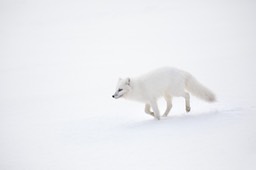 arctic fox