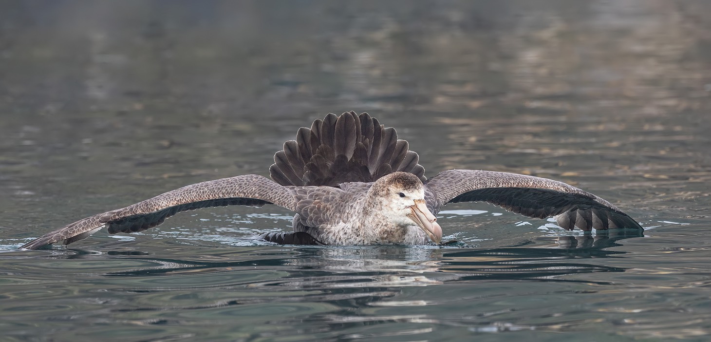 giant petrel