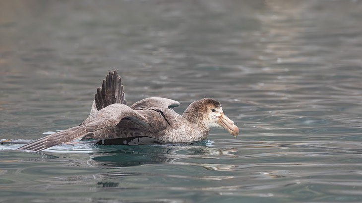 giant petrel