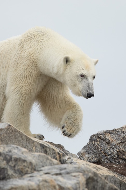 polar bear
