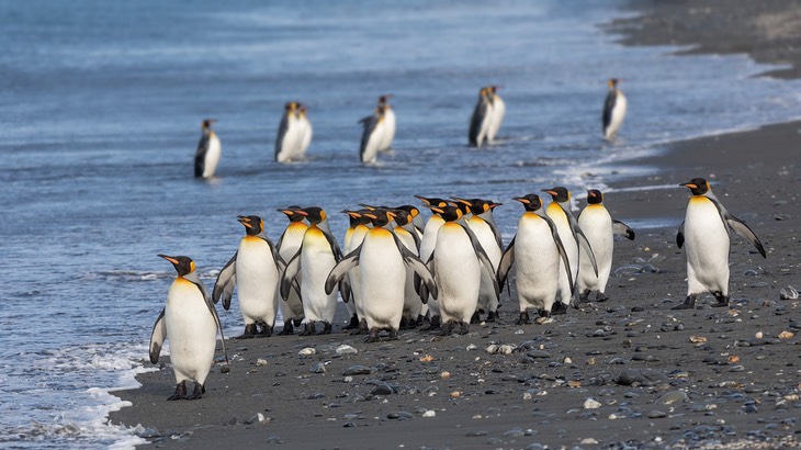 king penguin