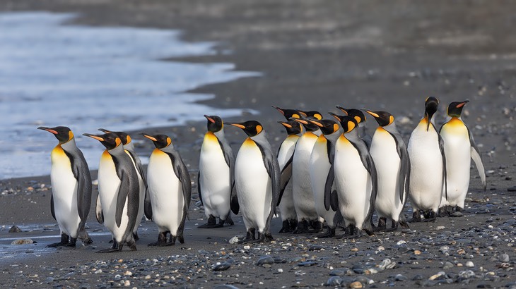 king penguin