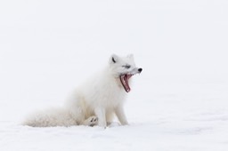 arctic fox