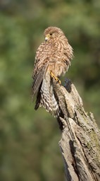 kestrel