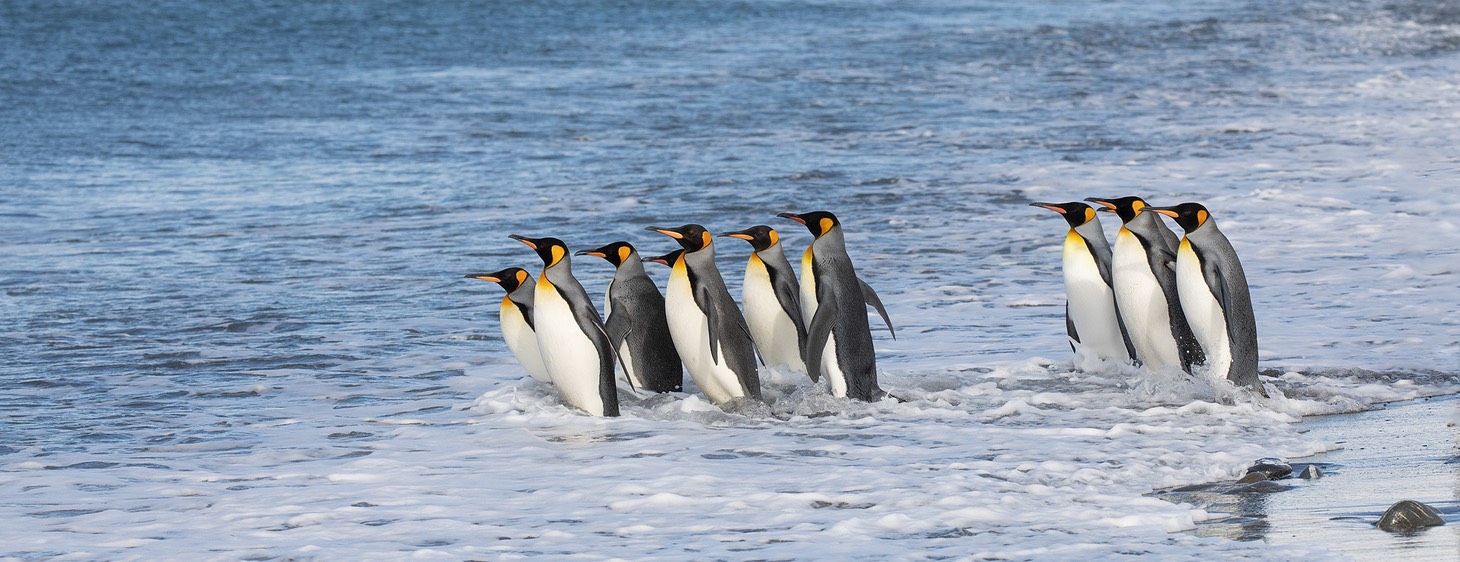 king penguin