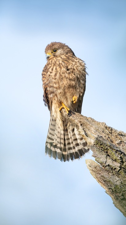 kestrel