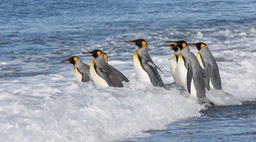 king penguin