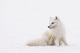 arctic fox