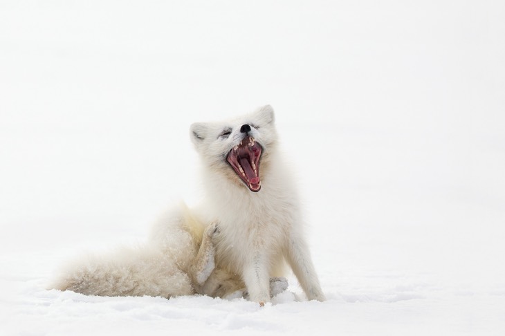 arctic fox