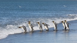 king penguin