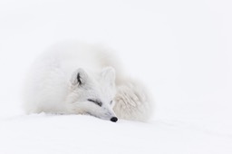 arctic fox