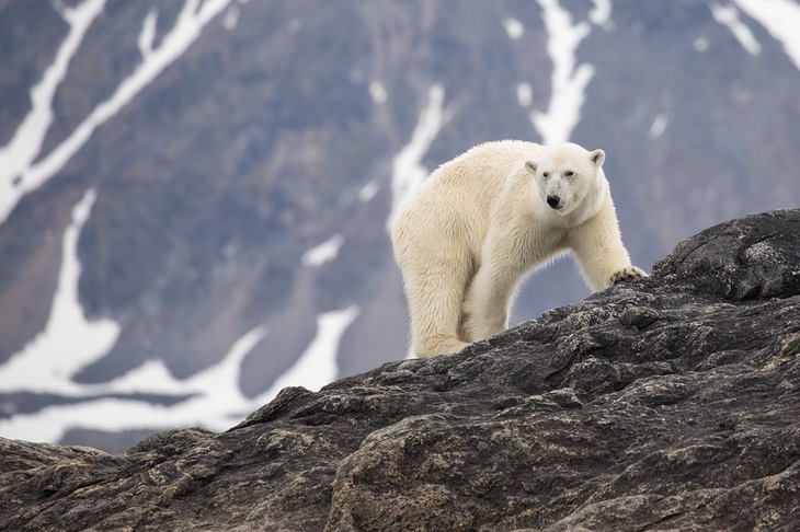 polar bear