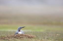 red throated diver