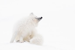 arctic fox