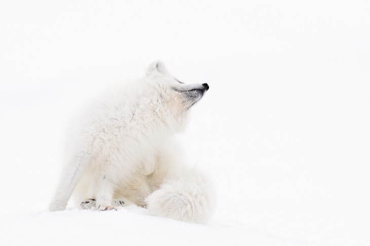 arctic fox