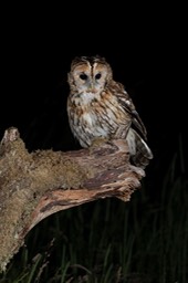 tawny owl