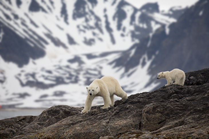 polar bear