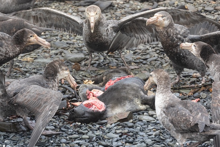 giant petrel