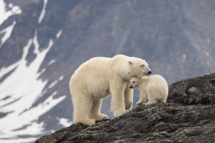 polar bear