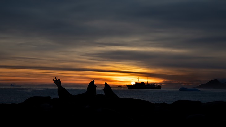 southern elephant seal