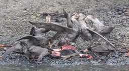 giant petrel