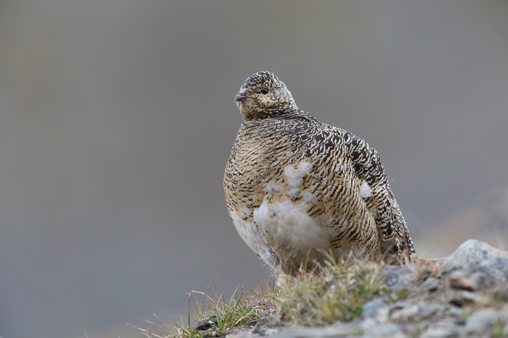 svalbard ptarmigan