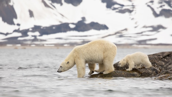 polar bear