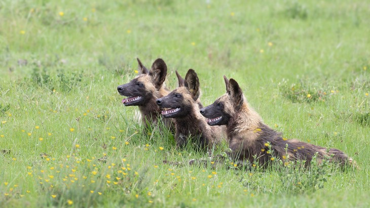 african wild dog