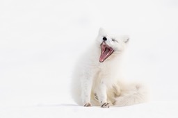 arctic fox