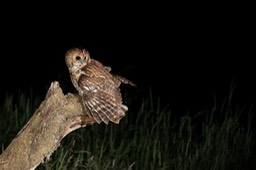 tawny owl