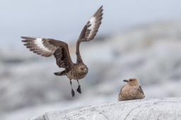 brown skua