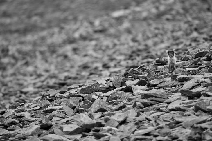 arctic fox