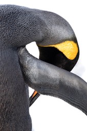 king penguin