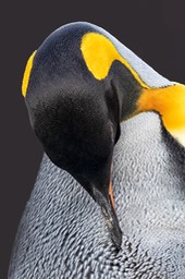 king penguin