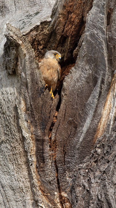 kestrel