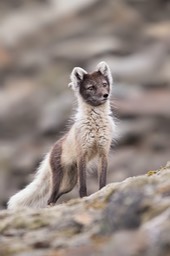 arctic fox