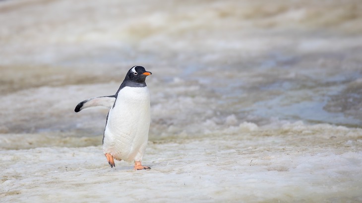 gentoo penguin