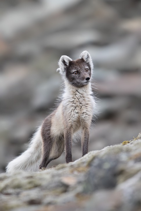 arctic fox