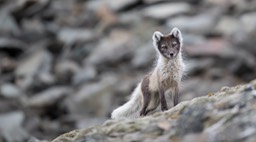 arctic fox