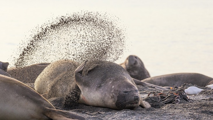 southern elephant seal