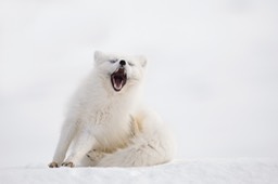 arctic fox