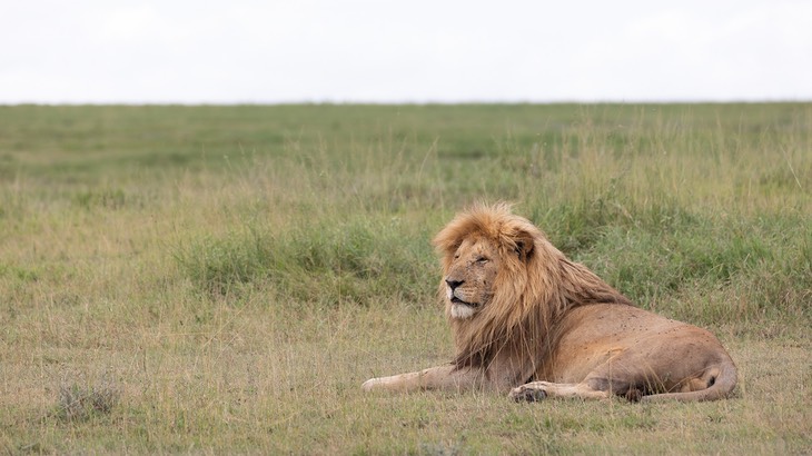 lion