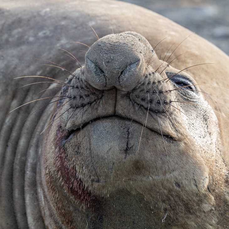 southern elephant seal