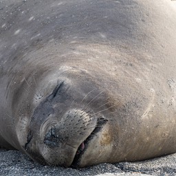 southern elephant seal