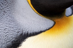 king penguin