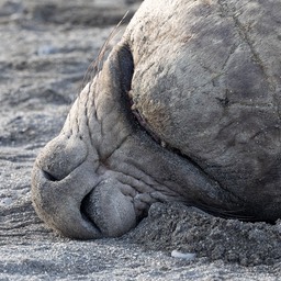 southern elephant seal