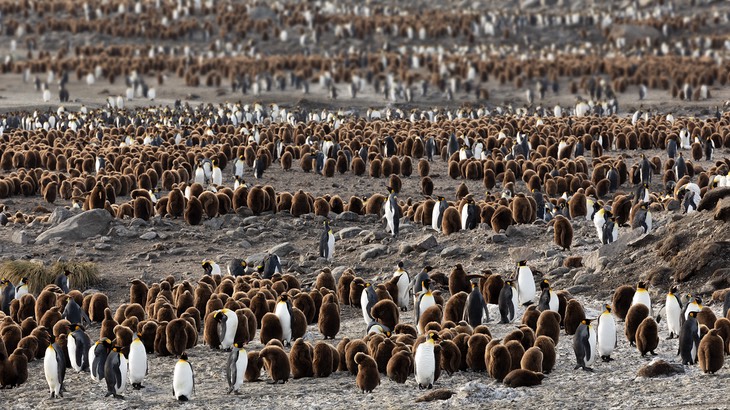 king penguin