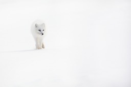 arctic fox